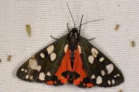 Callimorpha dominula