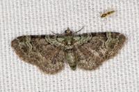 Pasiphila rectangulata