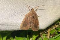 Cosmia pyralina