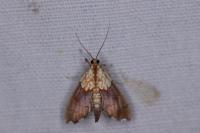 Agrotera nemoralis