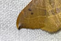 Watsonalla uncinula