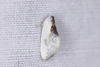 Cilix glaucata/hispanica