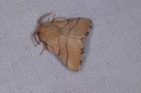 Malacosoma neustria