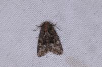 Oligia strigilis/versicolor