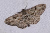 Peribatodes rhomboidaria rhomboidaria