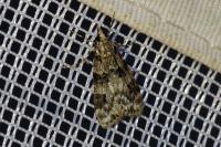 Eudonia delunella