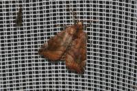 Cosmia pyralina