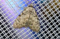 Meganola strigula