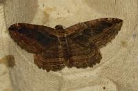 Philereme transversata