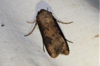 Agrotis ipsilon