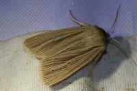 Mythimna impura