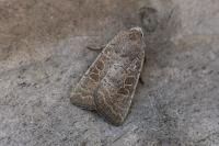 Hoplodrina ambigua/blanda