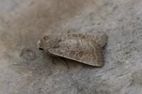 Hoplodrina ambigua/blanda