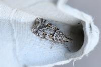 Scoparia