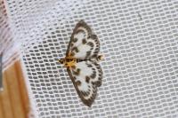 Anania hortulata