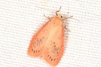 Miltochrista miniata