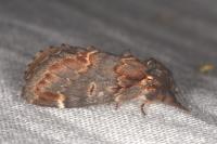Notodonta dromedarius