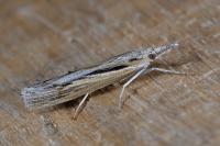 Pediasia aridella