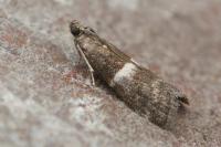 Elegia similella