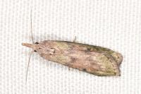 Aphomia sociella