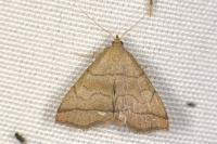 Herminia tarsicrinalis