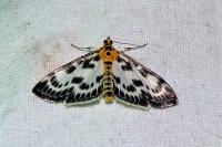 Anania hortulata