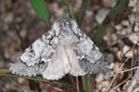 Acronicta menyanthidis