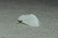 Leucoma salicis