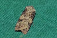 Agrotis puta
