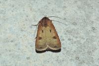 Agrotis exclamationis exclamationis