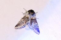 Furcula furcula