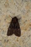 Mniotype adusta