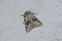 Hecatera bicolorata