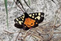 Arctia villica