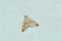 Evergestis forficalis