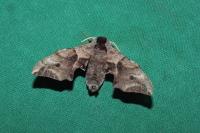 Smerinthus ocellatus ocellatus