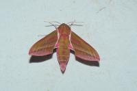 Deilephila elpenor