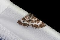 Epirrhoe tristata