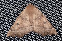 Odontopera bidentata