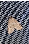 Chesias rufata rufata