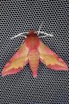 Deilephila porcellus