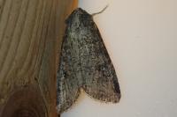 Peridroma saucia