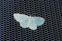 Asthena albulata
