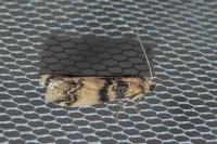 Euzophera pinguis
