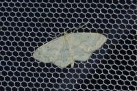 Idaea biselata
