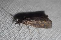 Platytes cerussella