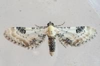 Eupithecia centaureata