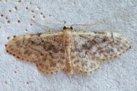 Idaea inquinata