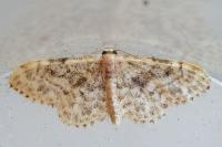 Idaea inquinata