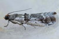 Pseudacrobasis tergestella